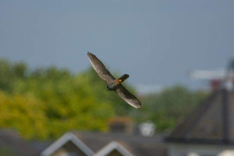 Skab dit eget kunstværk med akrylmaling