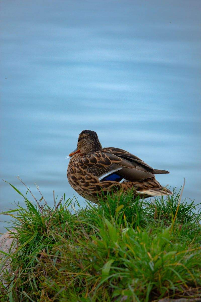 Find ro med strikning: En guide til begyndere